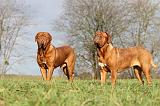 DOGUE DE BORDEAUX 146